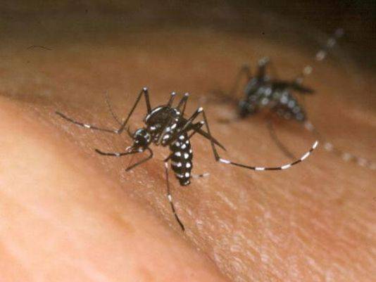 Mjekë slloven dëshmuan lidhjen midis virusit Zika dhe mikrocefalia