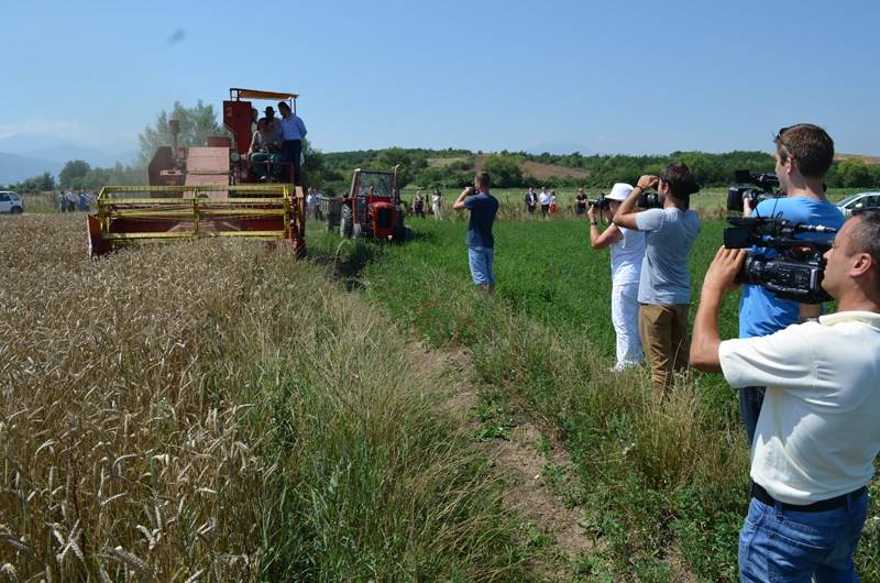 Fillojnë korrjet e grurit në fshatin Novakë të Prizrenit