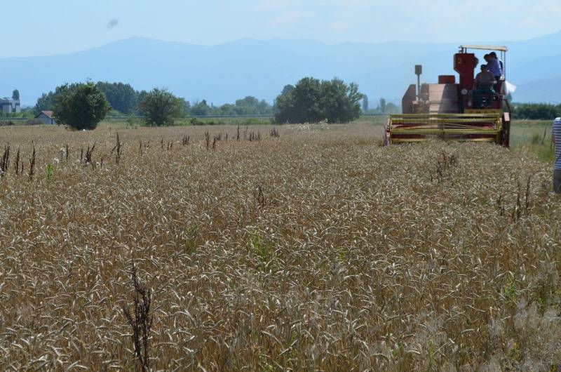 Fillojnë korrjet e grurit në fshatin Novakë të Prizrenit