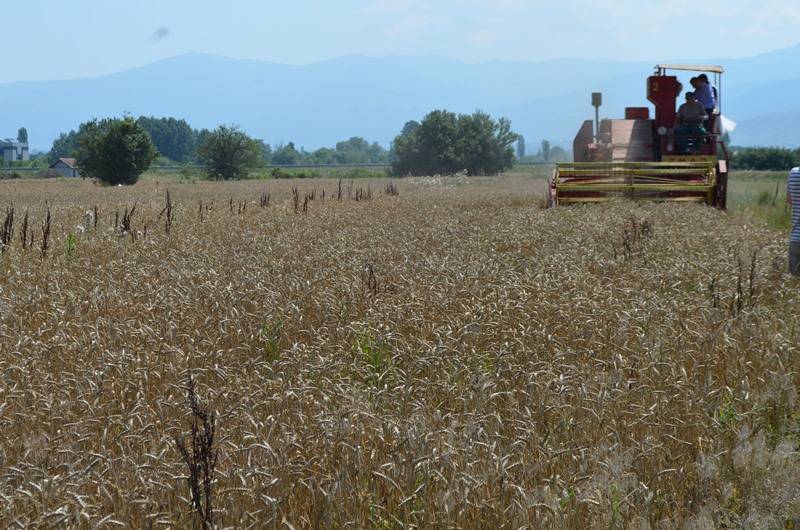 Fillojnë korrjet e grurit në fshatin Novakë të Prizrenit