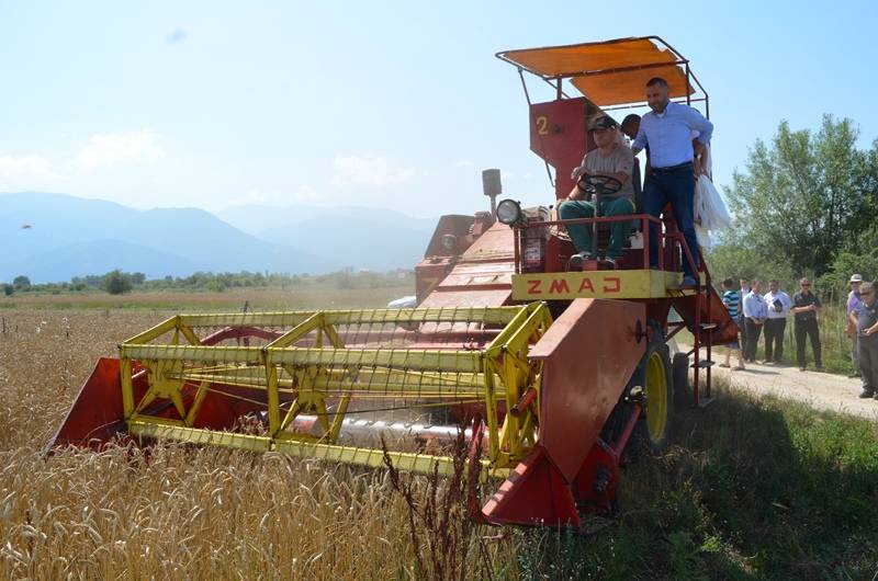 Fillojnë korrjet e grurit në fshatin Novakë të Prizrenit