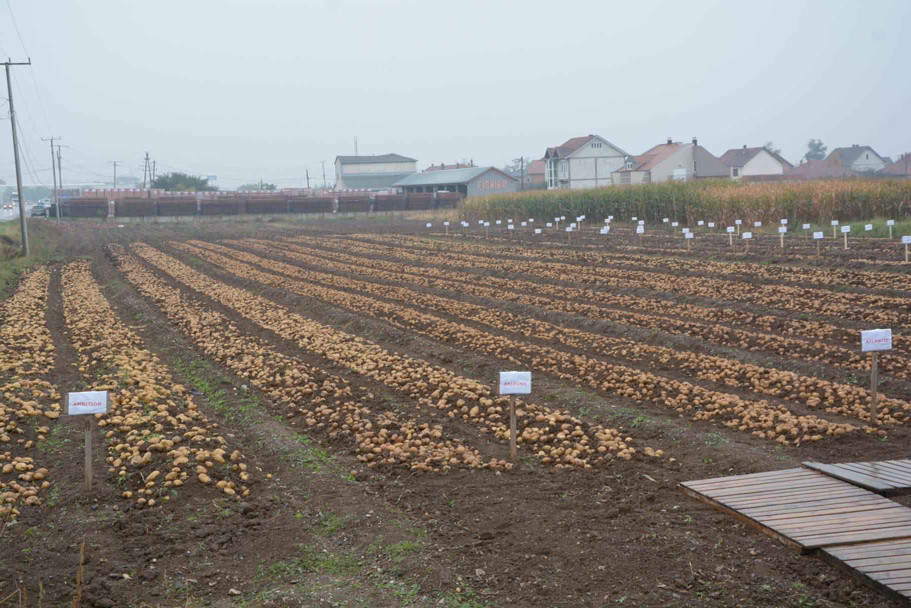Kosova plotëson nevojat me patate, si dhe eksporton