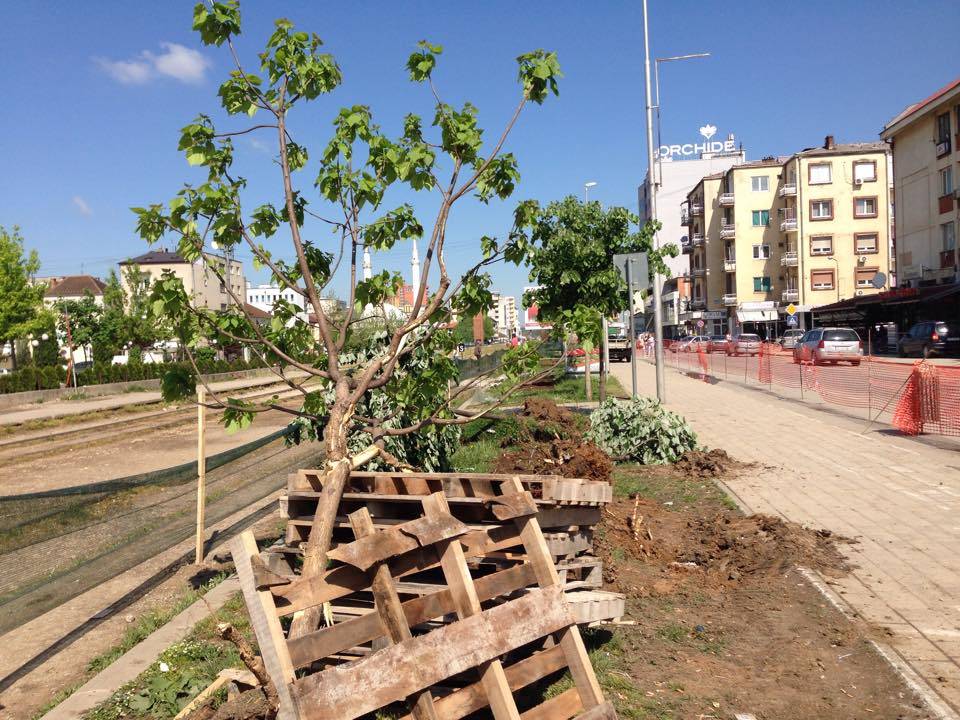 Ferizaji rrezikon të dëmtojë edhe drunjtë e paktë të qytetit