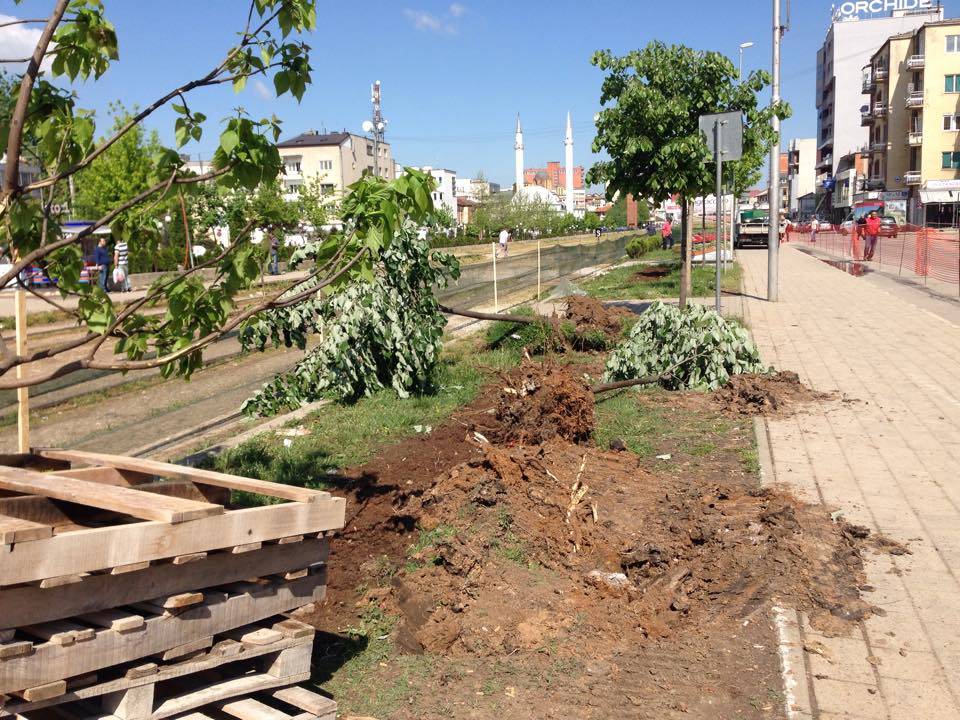 Ferizaji rrezikon të dëmtojë edhe drunjtë e paktë të qytetit