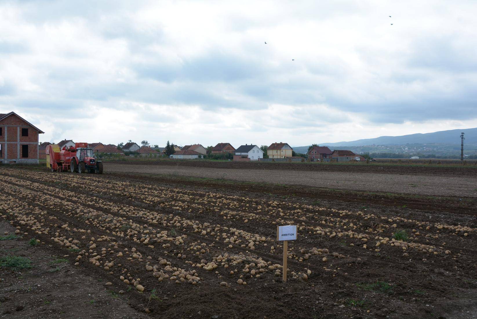 Rritet prodhimtaria dhe cilësia e patates