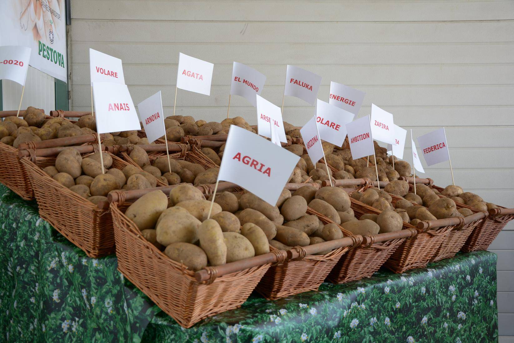 Rritet prodhimtaria dhe cilësia e patates