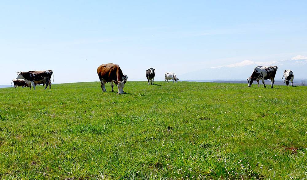 Landi i Tirolit të Austrisë organizoi “Ditën e Kullotjes në Kosovë”