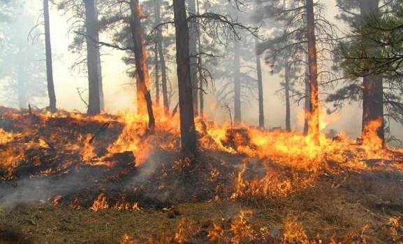 Policia apelon serish të qytetarët që të mos ndezin zjarre në natyrë