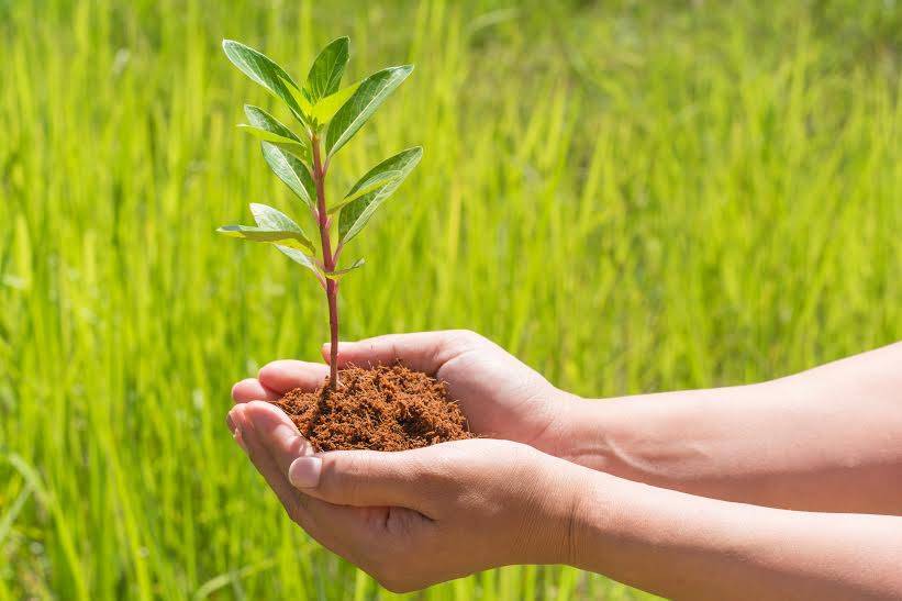 Mbjellen fidane në Ditën Ndërkombëtare të Biodiverzitetit