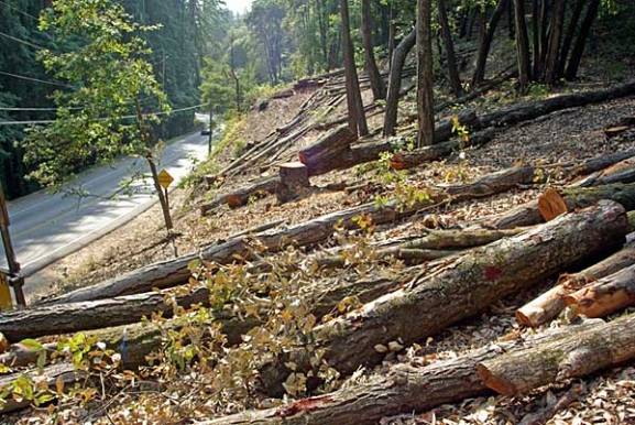   Vazhdojnë prerjet ilegale të pyjeve