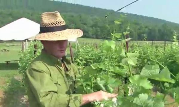 Collio është më shumë i njohur për prodhimin e verërave