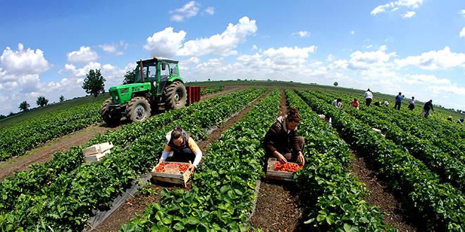 Mbahet konferenca për mundësitë e investimeve në Agrobiznes