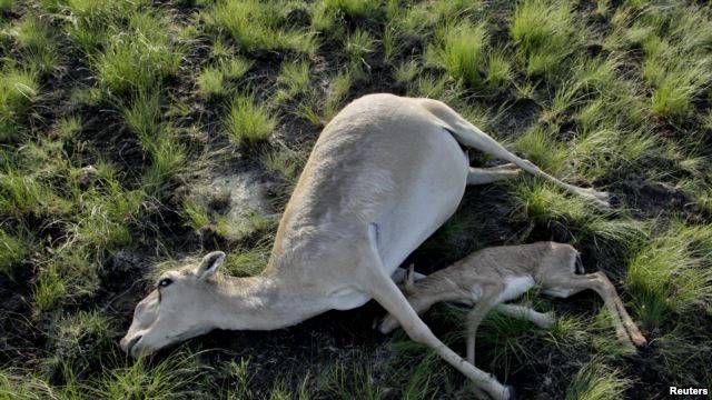 85,000 antilopë ngordhin në Kazakistan
