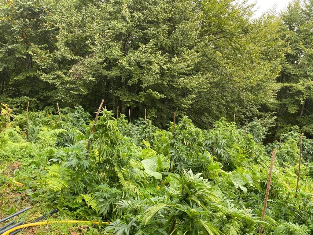 Zbulohen dhe shkatërrohen plantacione me bimë narkotike në zonën kufitare