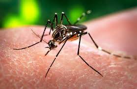 Kosova nuk rrezikohet nga virusi Zika