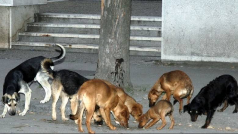 Për 4 vite mund të vihen nën kontroll të gjithë qentë endacak