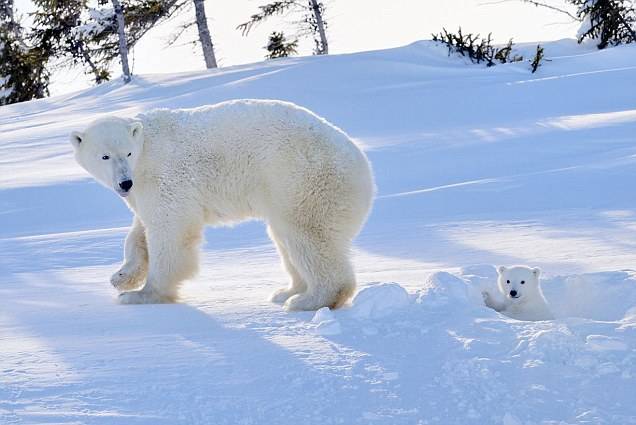 Shkrirja e akujve rrezikon zhdukjen e ariut polar