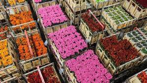 Rusia ndalon importin e luleve nga Holanda 
