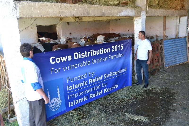 Islamic Relief Kosova shpërndan 21 krerë lopë për familjet skamnore