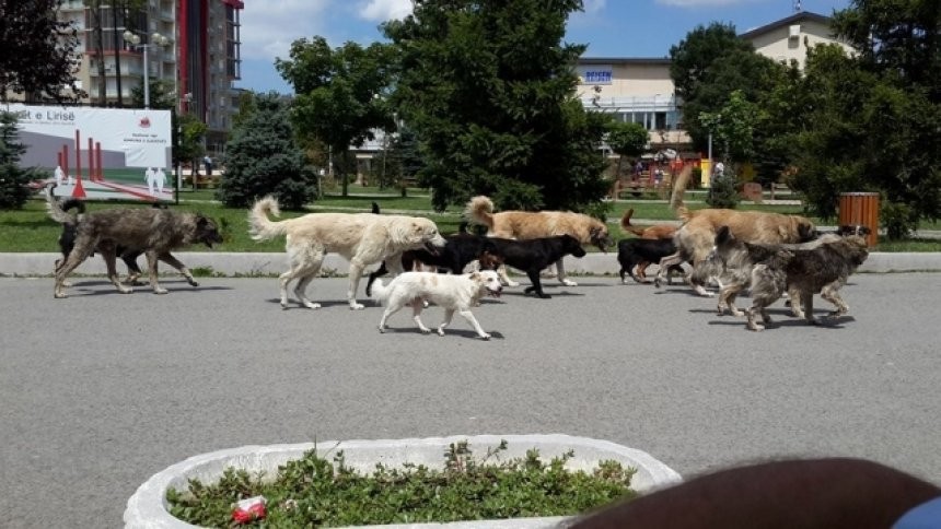 OVK kërkon të përfillen rekomandimet e tyre për trajtimin e qenve endacak