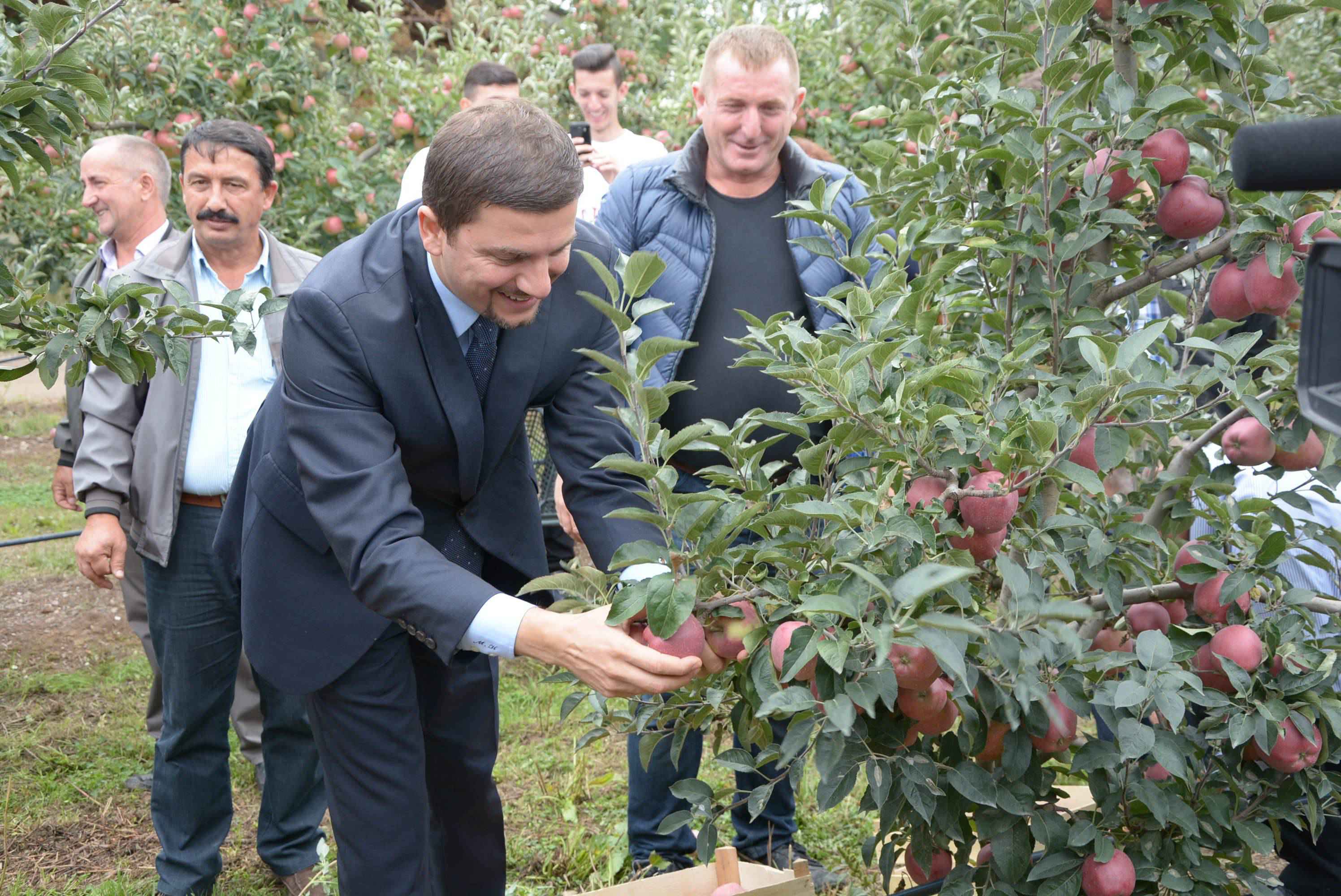 Këtë vit rendimente cilësore dhe të larta të mollës