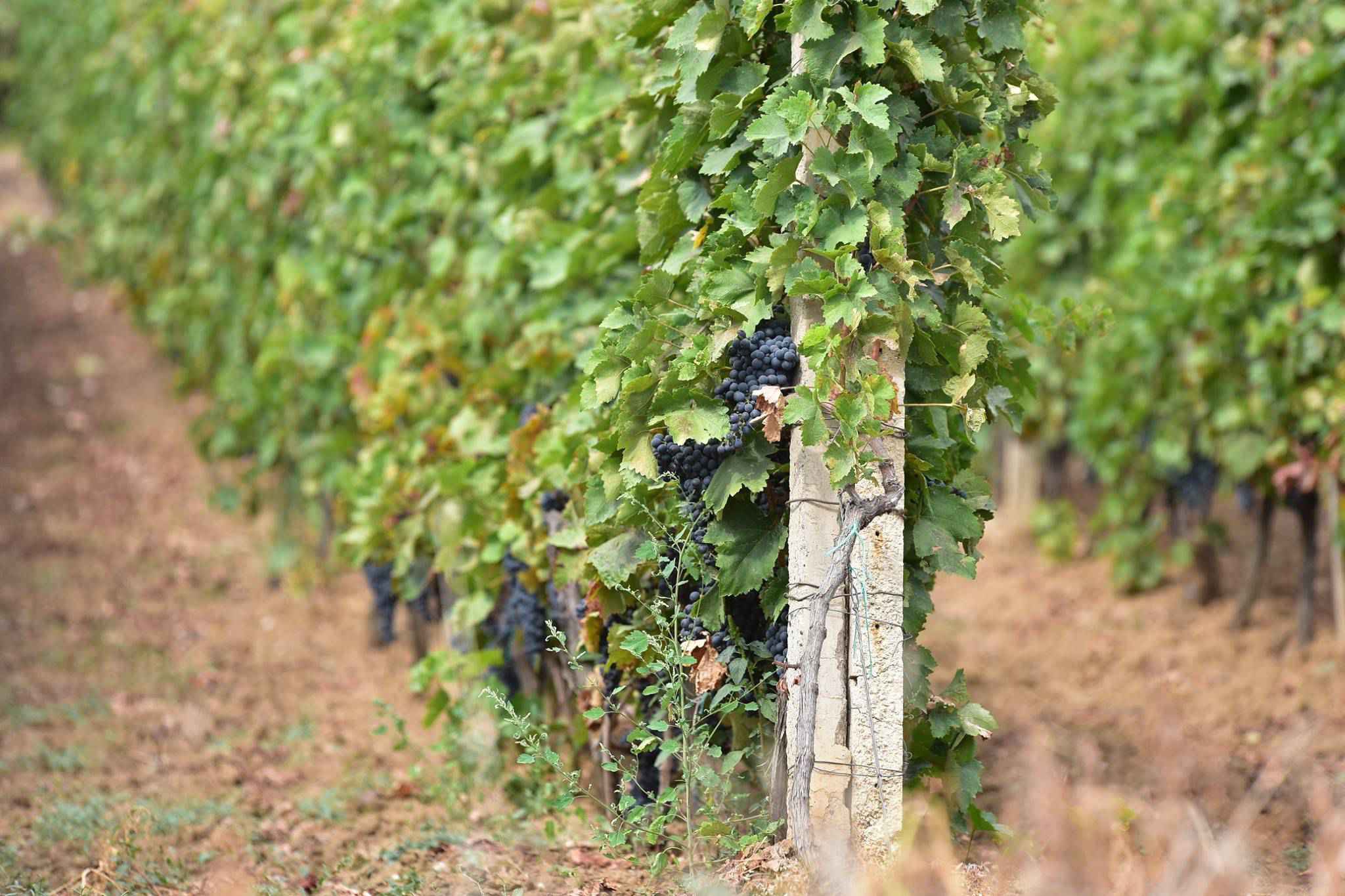Përzgjidhen fotografitë me të mira për bujqësinë #Tokajone 2016