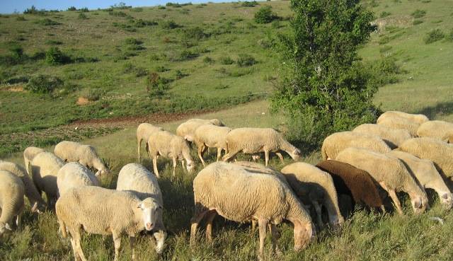 Kafshët për kurban të blihen në ferma, ndërsa therja të bëhet vetëm në thertore