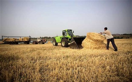 Rusia do të eksportojë 15 milionë tonë drithëra 