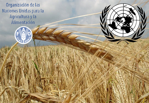 FAO, çmimet botërore të ushqimeve, drejt rekordit 