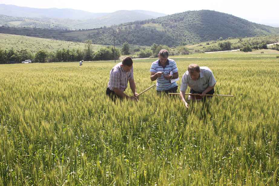 Nis procesi i certifikimit të farës se grurit  