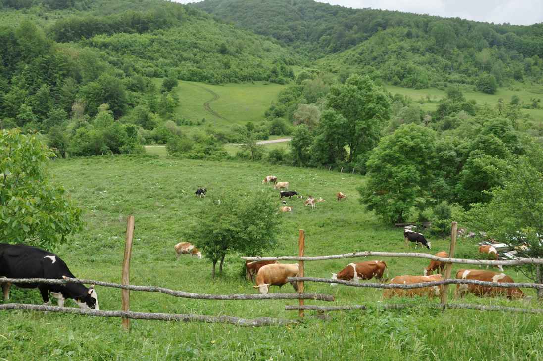 Komuna e Gjakovës, ADA dhe UNDP dorëzuan lopë dhe makina mjelëse fermerëve lokalë
