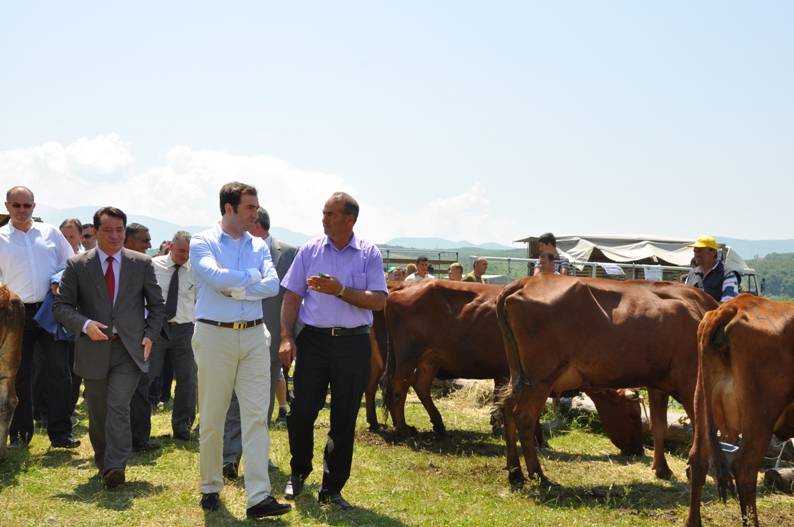 MPBZHR nis ekzekutimin e 2 milionë euro subvencione për lopë  