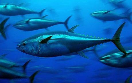 Konsum rekord i peshkut në botë