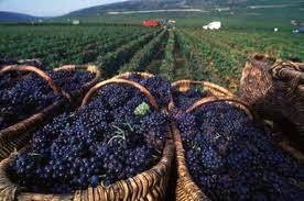  Stavileci: S’ka ndalesë për eksport të rrushit 