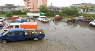 Arrestohet 9 persona të dyshuari për transportim ilegal të drunjeve