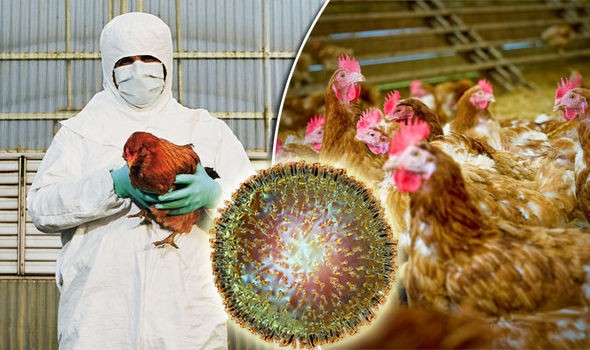 Paraqitet një rast i gripit të shpezëve Avian Influnza në  Sekiraqë