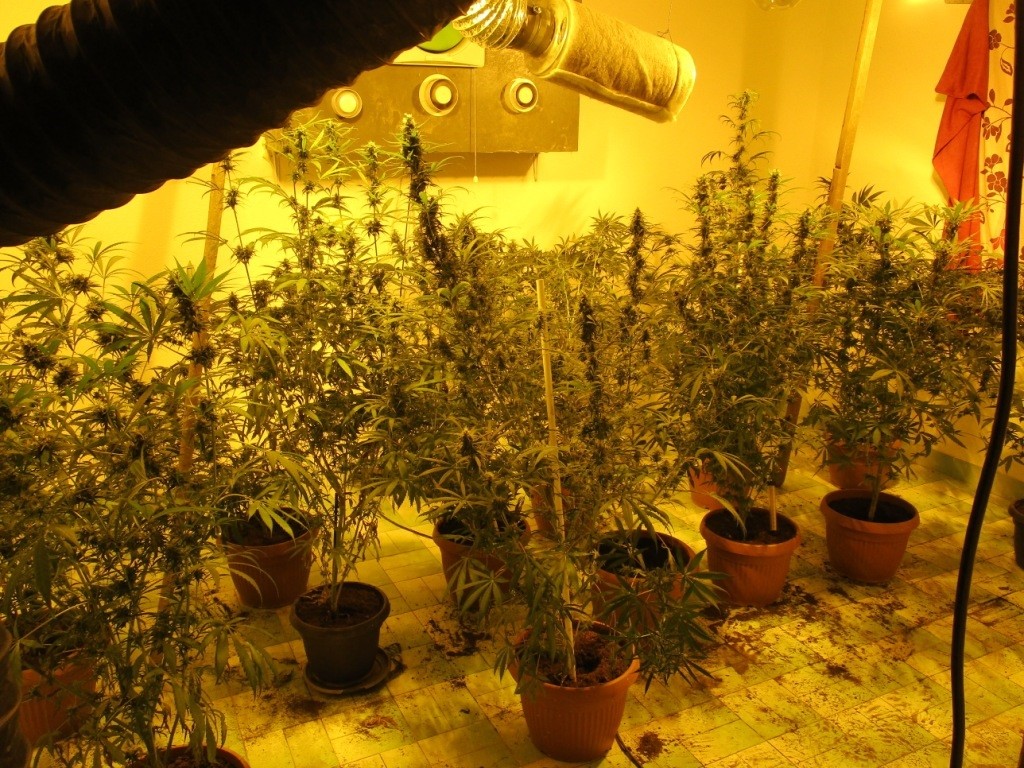 Policia zbulon vendin ku kultivoheshin bimë, që dyshohet të jenë kanabis-sativa