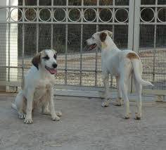 Komuna e Mitrovicës merr aksion për eliminimin e qenve endacakë