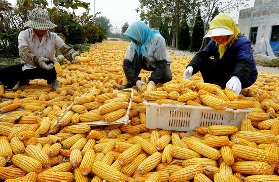 Kinë, ngrihet çmimi i drithërave si pasojë e thatësirës