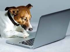Kinë, faqe sociale në internet për qentë