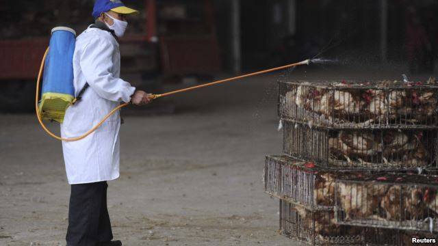 Edhe tre raste të tjera me virusin H7N9 në Kinë