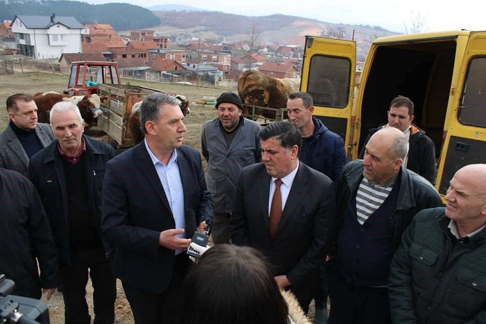 Komuna shpërndan 5 gjedhe të racës simental për farmerët e Gjilanit