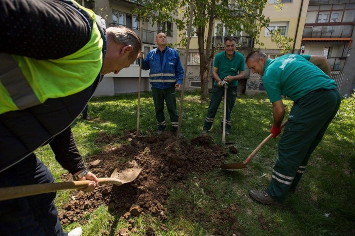 Mbillen 30 fidanë në oborrin e Kampusit universitar