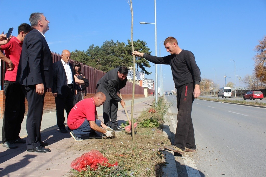 Në Gjilan fillon mbjellja e rreth 7 mijë drunjve dekorativ