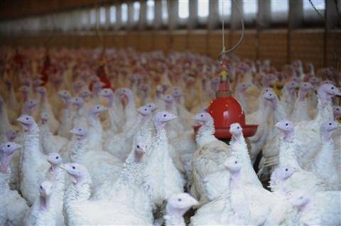Kosova, e varur nga importi i mishit