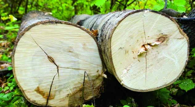 Bojaxhi: Prerja ilegale e pyjeve shënon rënie