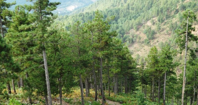 Sot shënohet Dita Ndërkombëtare e Pyjeve