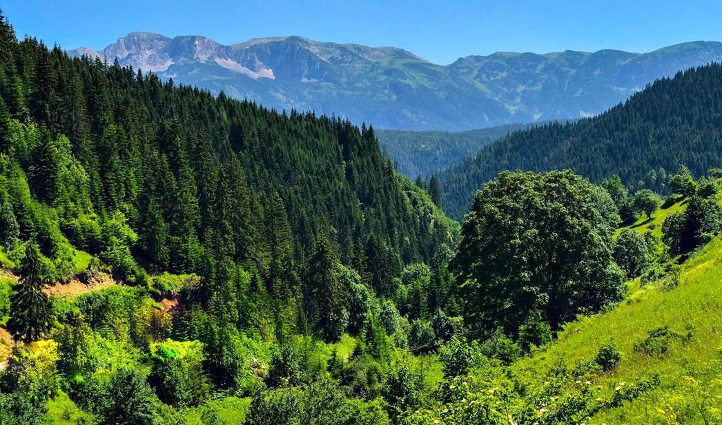 FAO dhe MBPZHR rishkojnë sektorin e pylltarisë në Kosovë