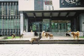 Komuna e Mitrovicës, Aksion për eleminimin e qenve endacakë