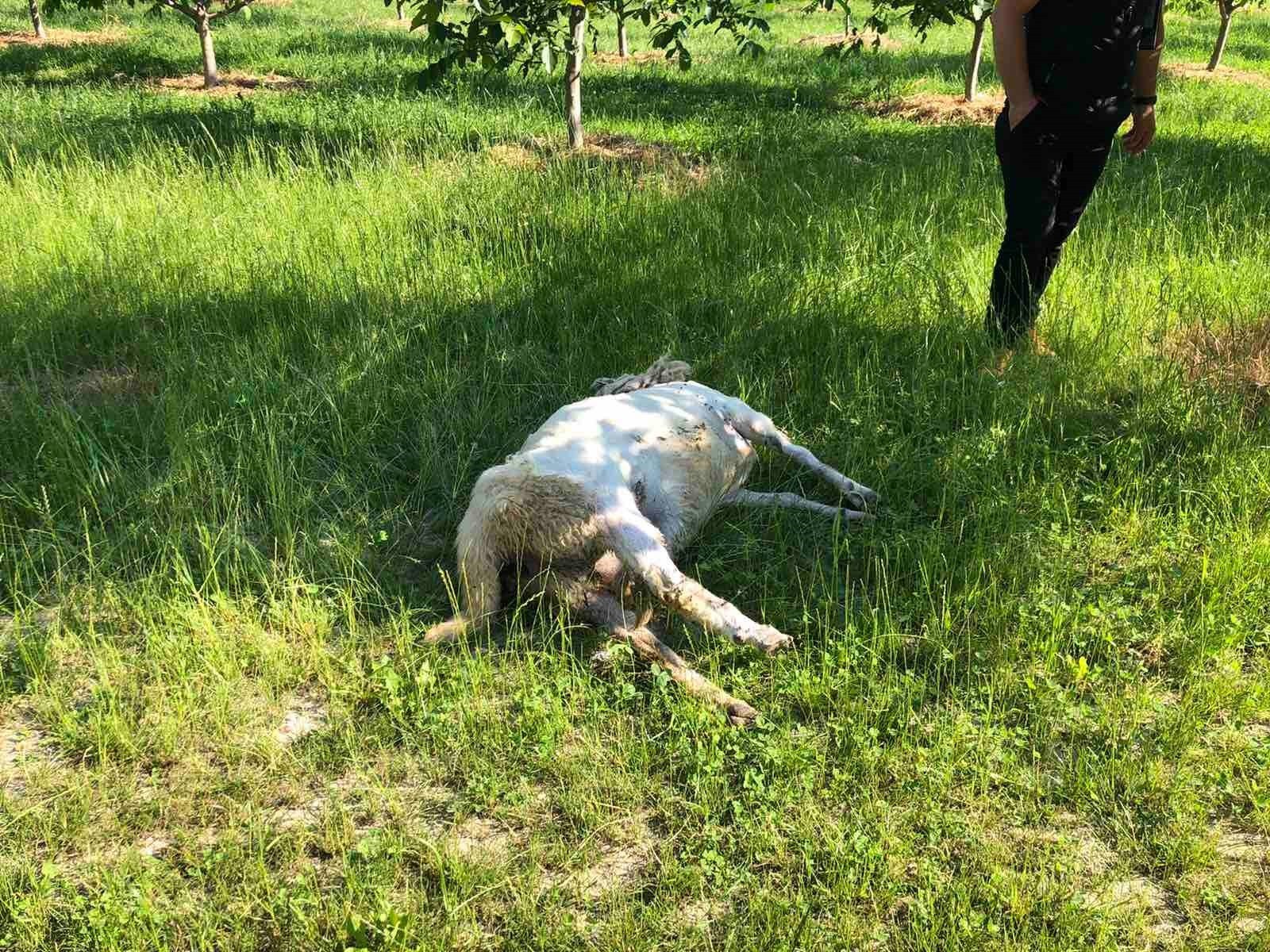 Ujqit sulmojnë kopenë e deleve te fermerit Ramë Mujaj nga Strellci i Epërm